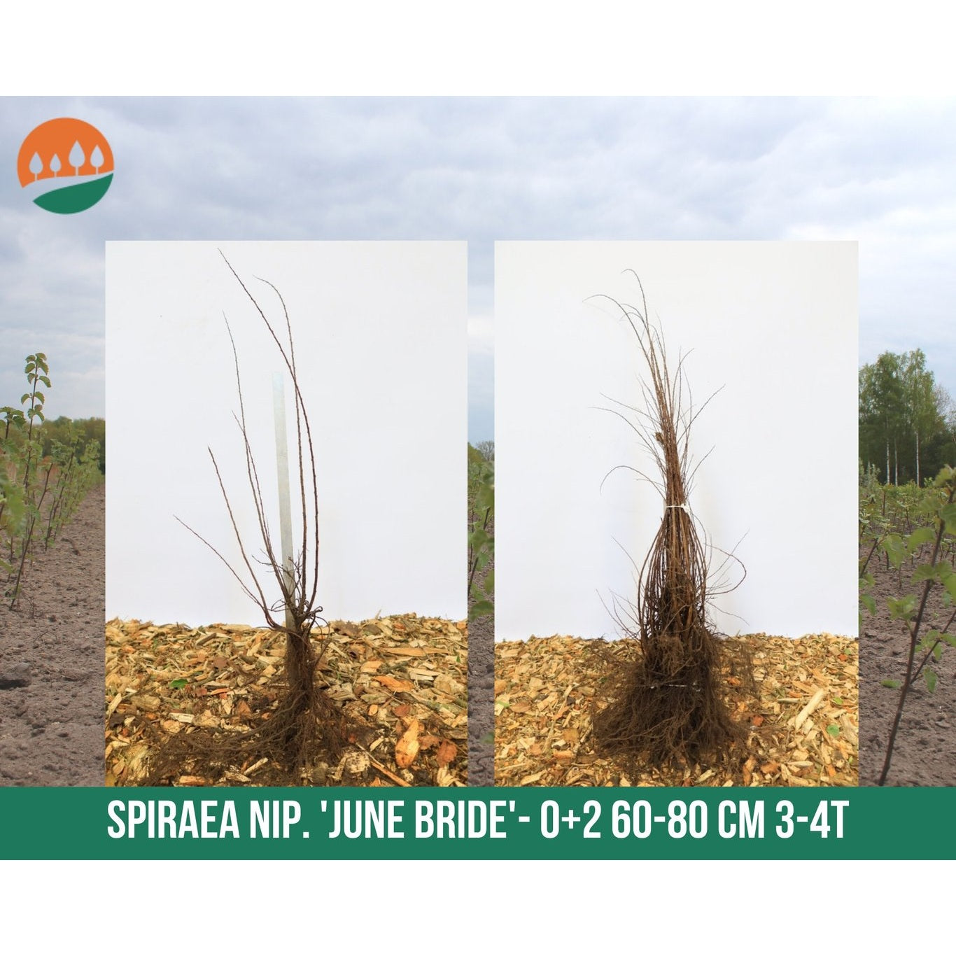 Spirea – Spiraea nipponica 'Snowmound' - 50-80 CM bare root 0/2 3-4 branche